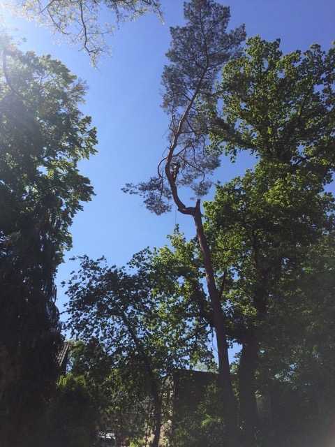 Abattage par démontage d’un Pinus sylvestris ( Pin sylvestre ) à La Hulpe